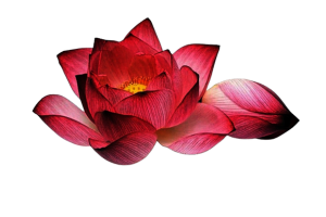 Lotus Reiki & Spiritual Healer